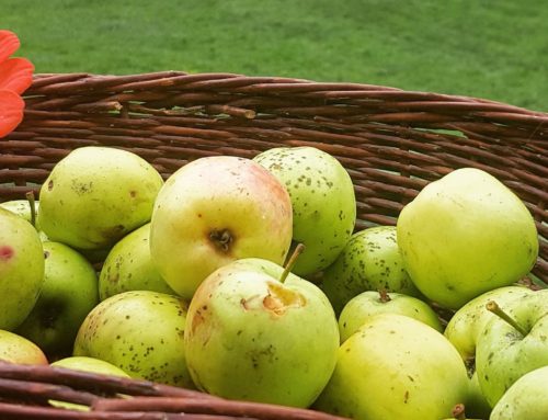 Smaken av norsk høst og epleslang